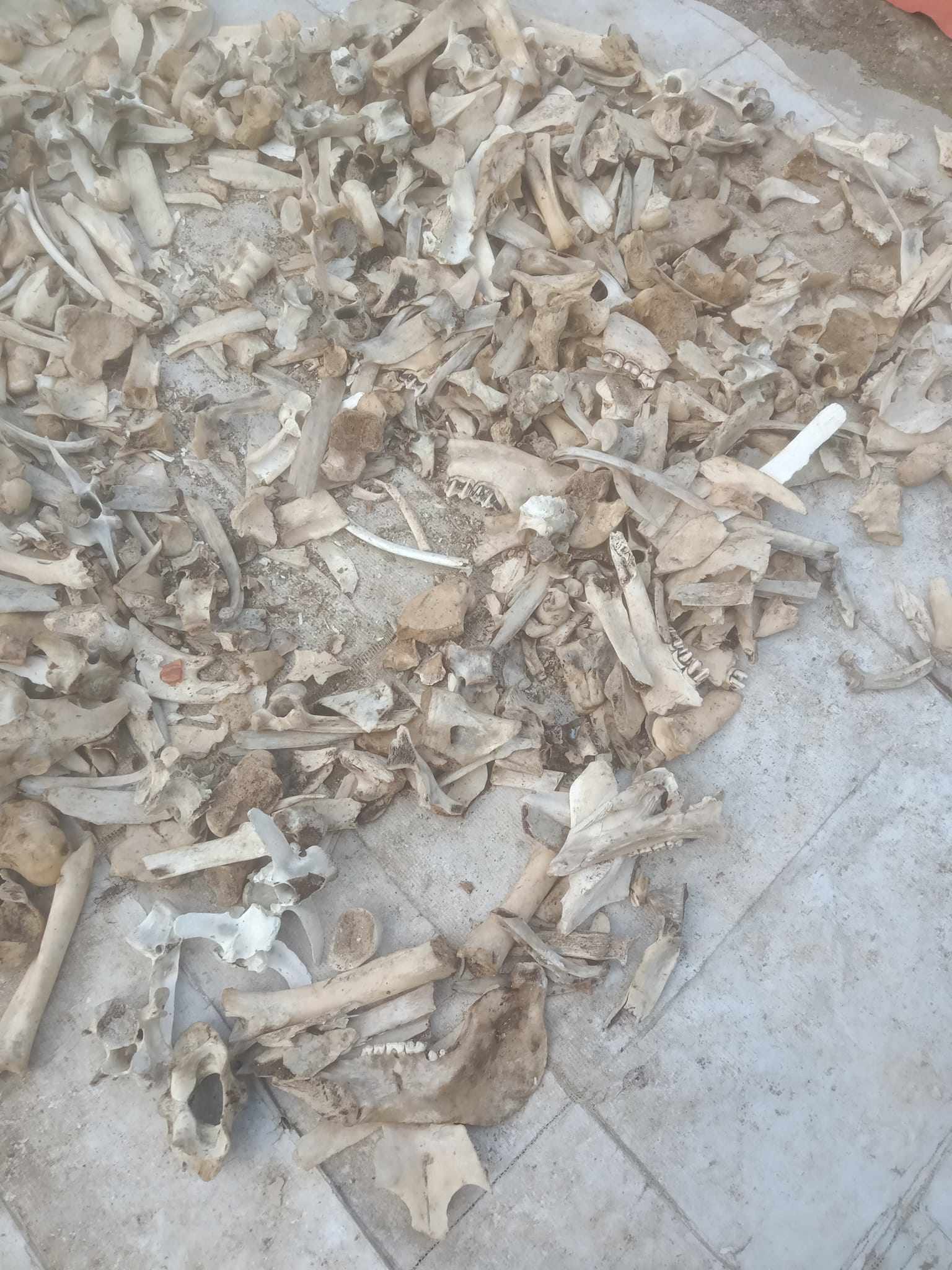 Bất ngờ xương lợn, gà… được thu mua, dân buôn lùng mua từng cân-2