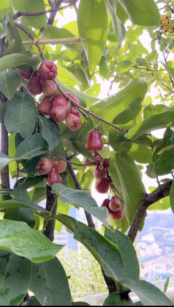 Penthouse triệu đô của CEO Hannah Olala có sương sương 5 sân thượng trồng cây, netizen tấm tắc: Mê cái cách yêu thiên nhiên của chị!-4