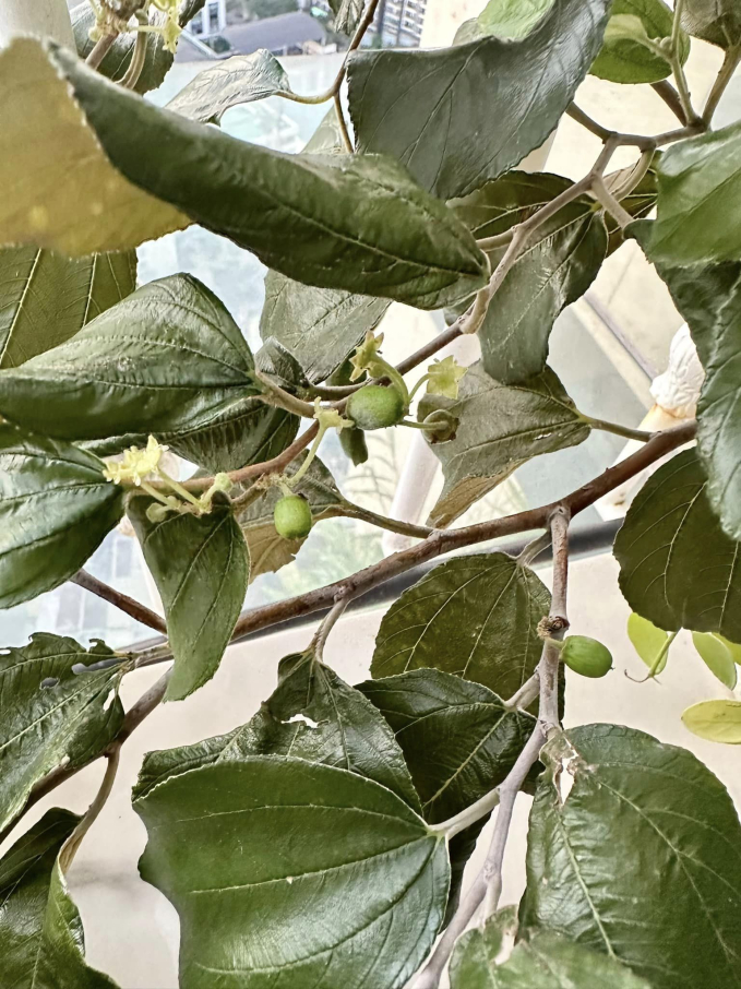 Penthouse triệu đô của CEO Hannah Olala có sương sương 5 sân thượng trồng cây, netizen tấm tắc: Mê cái cách yêu thiên nhiên của chị!-7