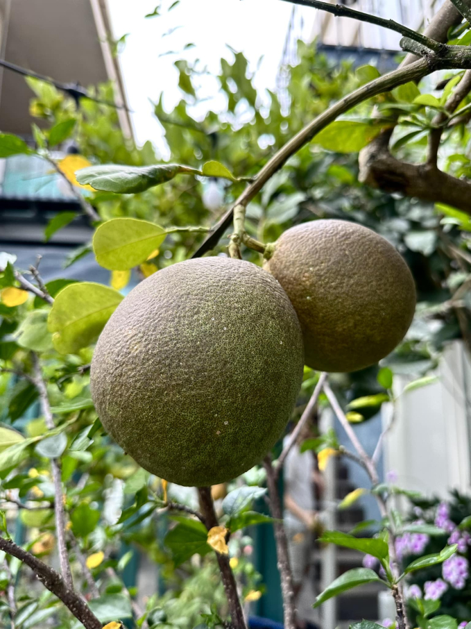 Penthouse triệu đô của CEO Hannah Olala có sương sương 5 sân thượng trồng cây, netizen tấm tắc: Mê cái cách yêu thiên nhiên của chị!-8