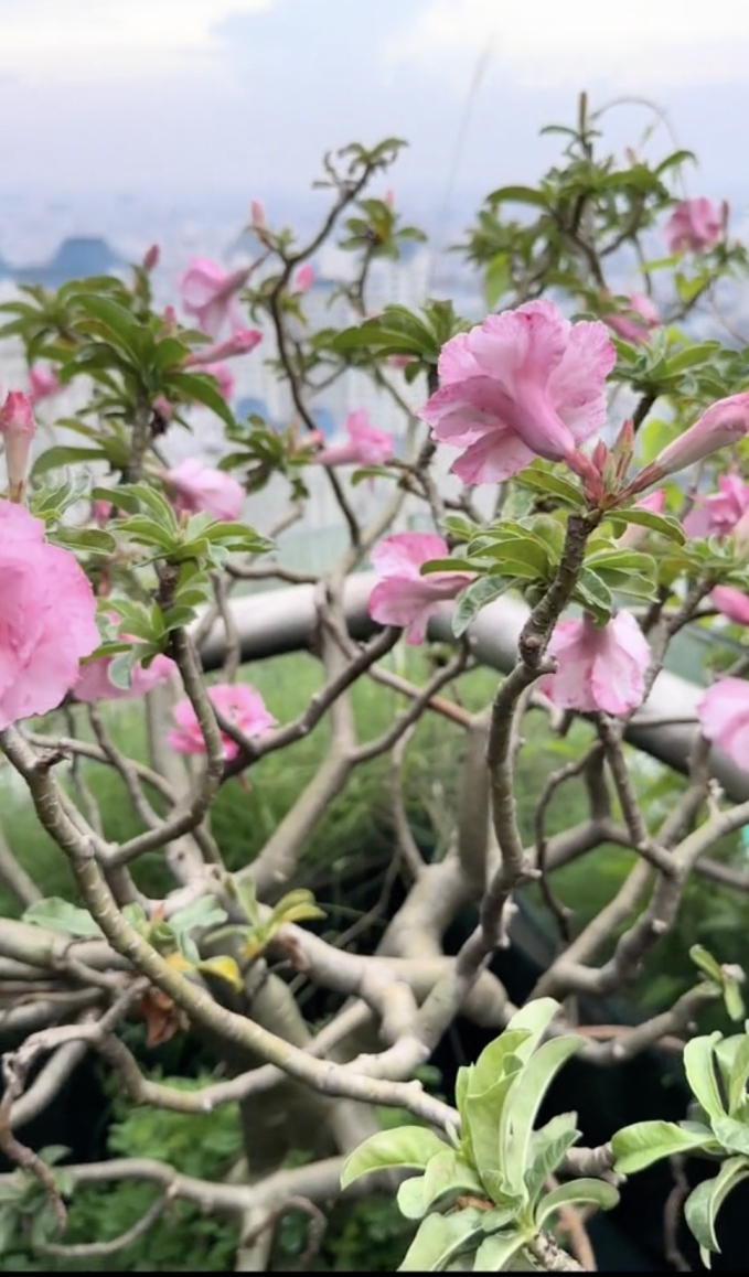 Penthouse triệu đô của CEO Hannah Olala có sương sương 5 sân thượng trồng cây, netizen tấm tắc: Mê cái cách yêu thiên nhiên của chị!-11