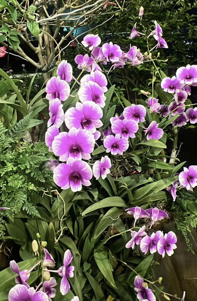 Penthouse triệu đô của CEO Hannah Olala có sương sương 5 sân thượng trồng cây, netizen tấm tắc: Mê cái cách yêu thiên nhiên của chị!-13