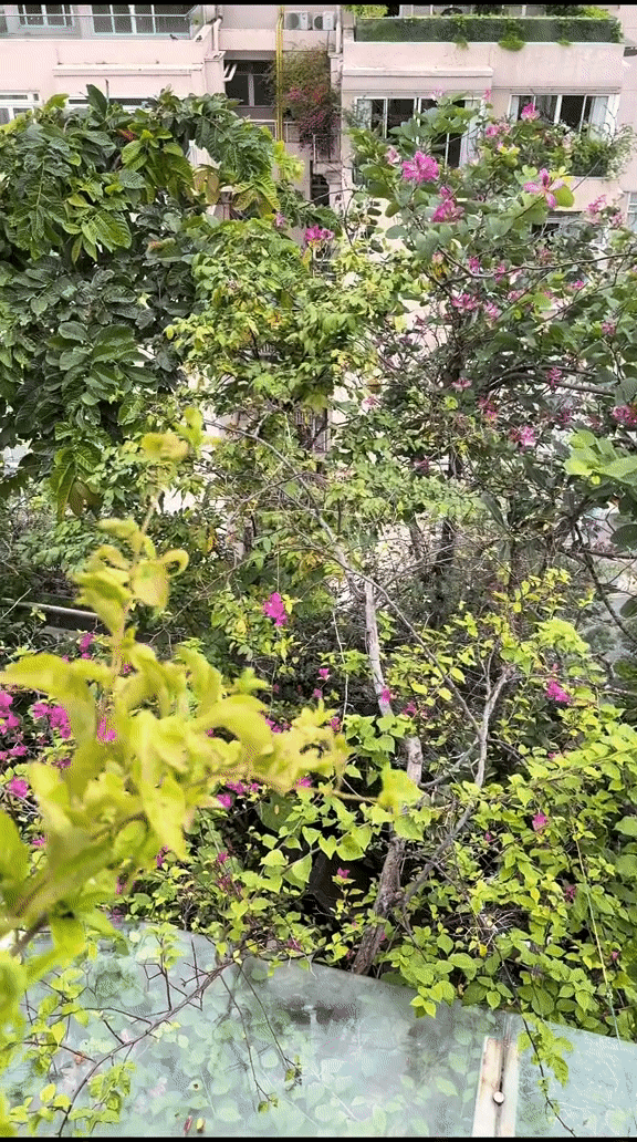 Penthouse triệu đô của CEO Hannah Olala có sương sương 5 sân thượng trồng cây, netizen tấm tắc: Mê cái cách yêu thiên nhiên của chị!-15