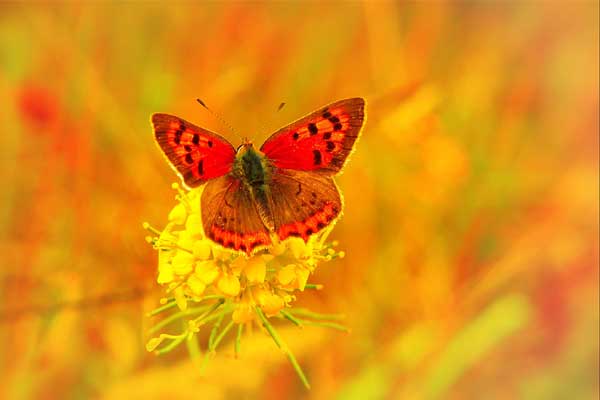 Bất kể thắng thua, 4 con giáp có thể cười lớn vào cuối năm 2023, phát tài phát lộc, đón Tết ấm no-5