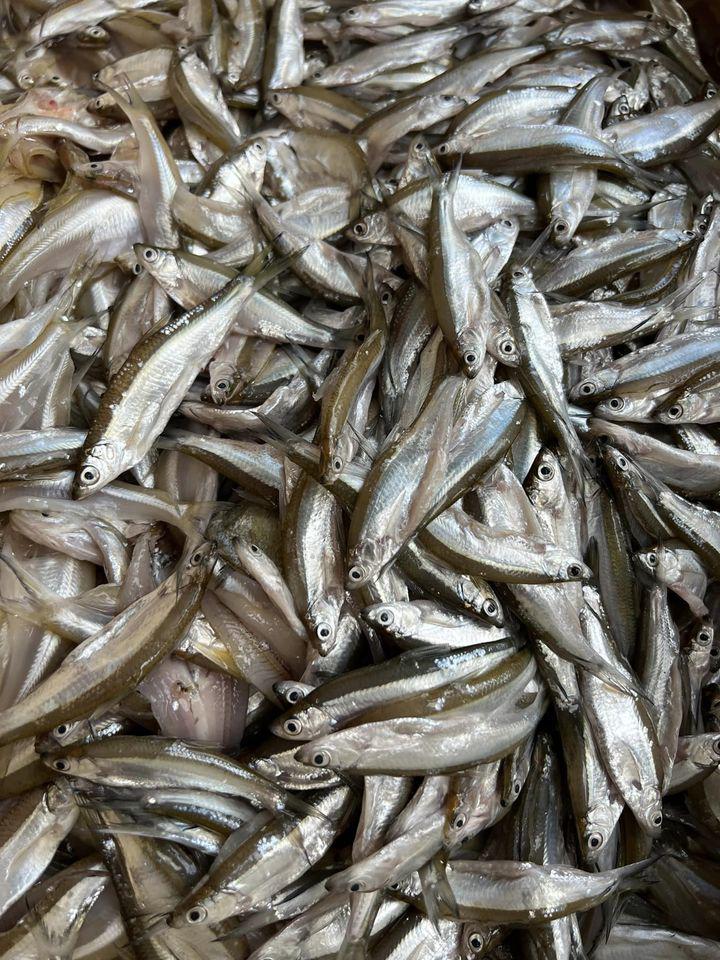 Loại cá xưa ít người biết, nay thành đặc sản giá đắt đỏ vẫn cháy” hàng-1