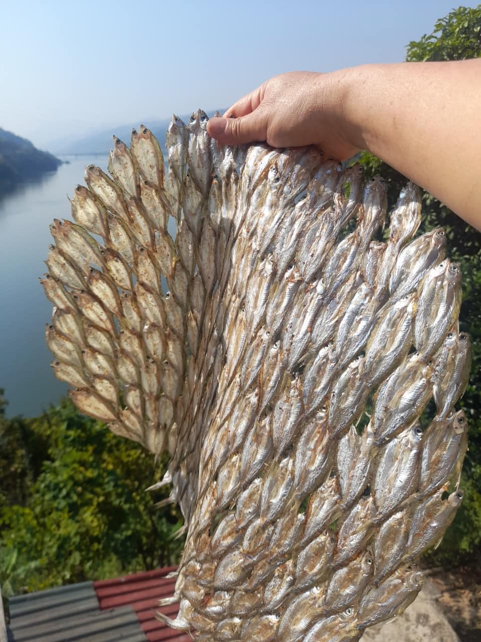 Loại cá xưa ít người biết, nay thành đặc sản giá đắt đỏ vẫn cháy” hàng-2