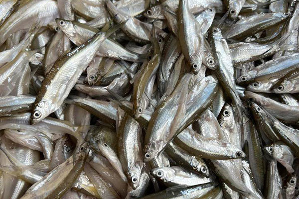 Lộc trời” nhìn như con giun vào mùa, giá rẻ hơn năm ngoái vẫn tiêu thụ chậm-3