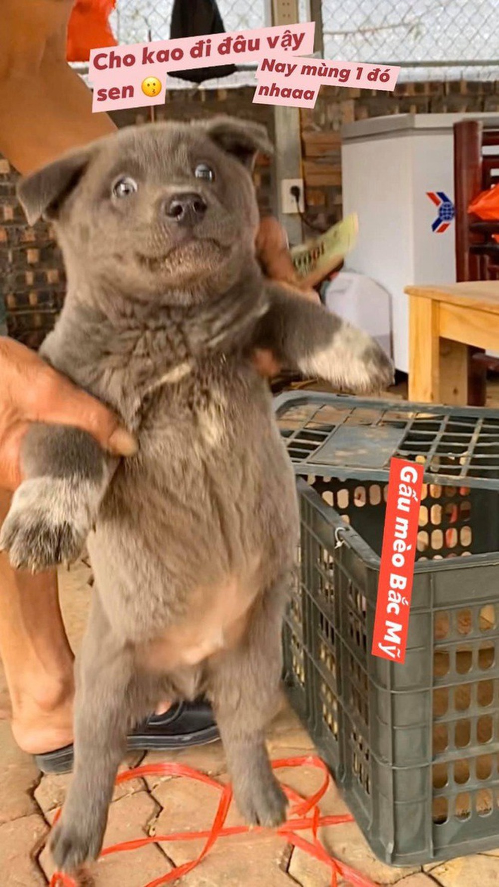 Chú chó Nguyễn Văn Dúi nổi tiếng một thời vừa qua đời-2