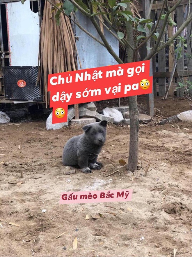 Chú chó Nguyễn Văn Dúi nổi tiếng một thời vừa qua đời-4