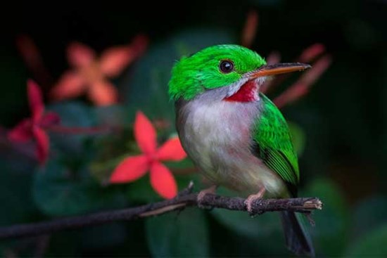 Bất kể thắng thua, 4 con giáp có thể cười lớn vào cuối năm 2023, phát tài phát lộc, đón Tết ấm no