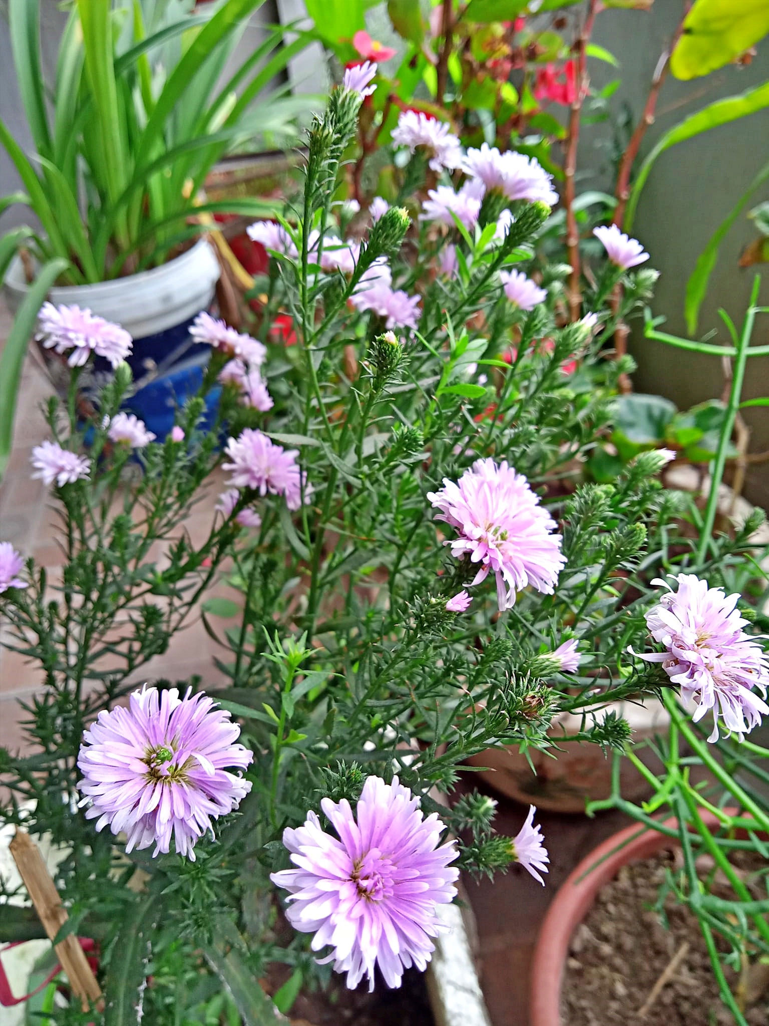 Mẹ nghẹn lòng nghe con hỏi bao giờ mình xây nhà mới-1