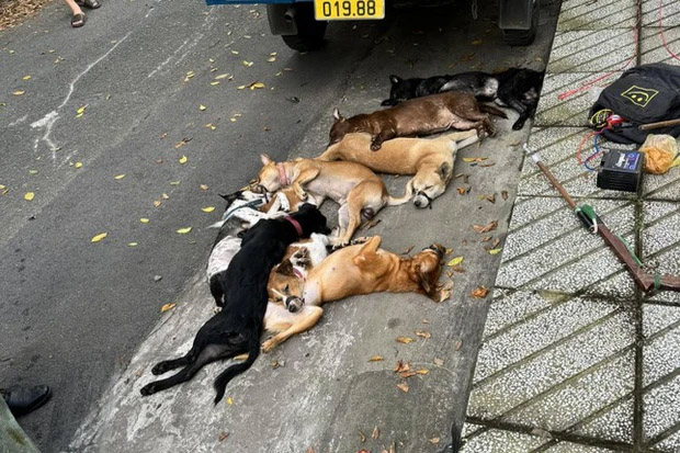 Clip ô tô tông 2 thanh niên đi xe máy trộm chó ở TPHCM-3