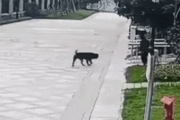 Clip: Mẹ phản ứng cực nhanh, cứu con trai thoát khỏi chó dữ-1