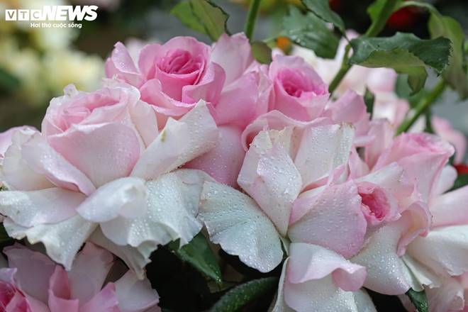 Giá hoa 20/10 giảm nhẹ, người bán không kịp ngơi tay-5