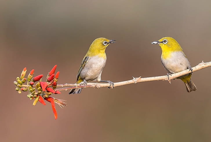 Phúc lộc đi cùng năm tháng: 5 con giáp càng già càng may mắn, suôn sẻ, không lo cơm ăn áo mặc-3