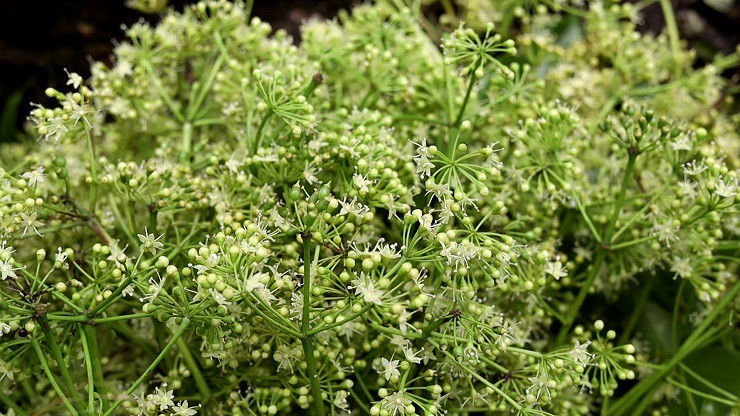 Theo chân thợ rừng” tìm mật ong đắng giá đắt đỏ, nửa tháng thu hàng trăm triệu đồng-3