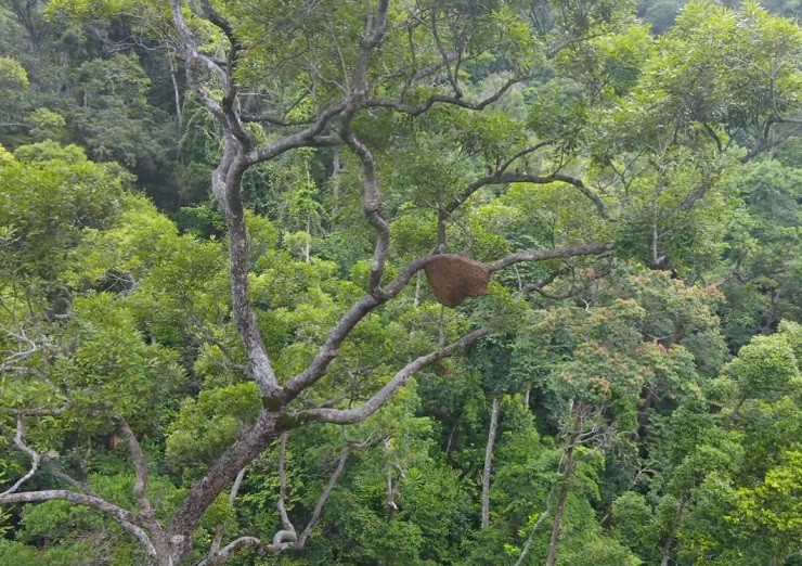 Theo chân thợ rừng” tìm mật ong đắng giá đắt đỏ, nửa tháng thu hàng trăm triệu đồng-6