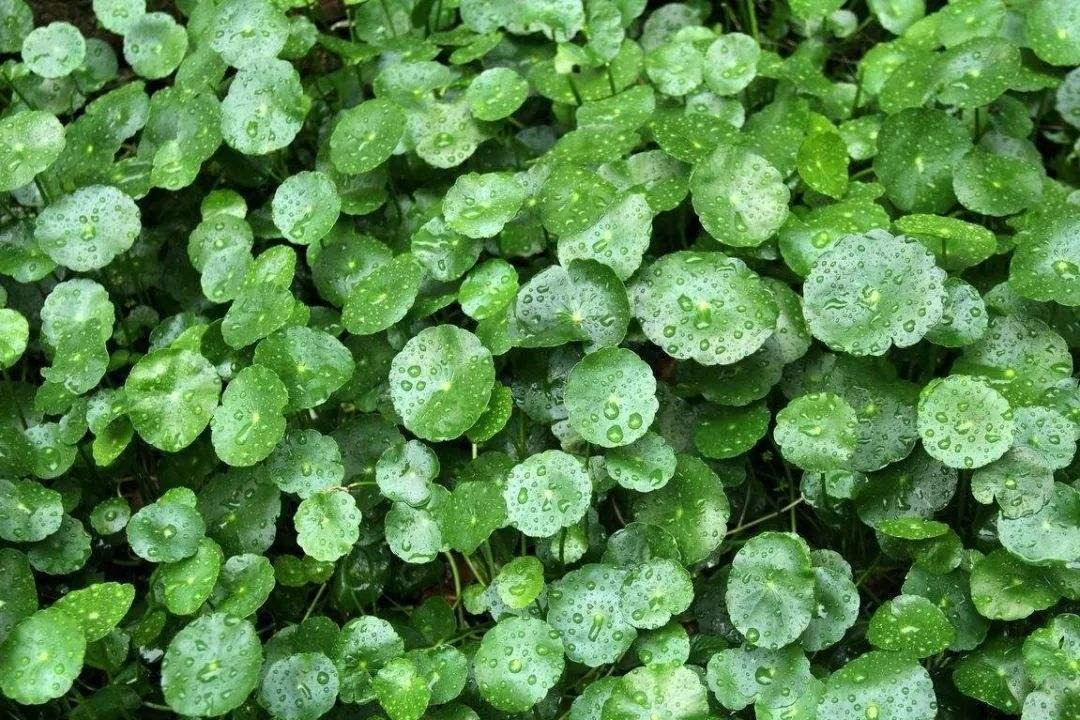 Nghe tên cây cảnh đã thấy tiền bạc, lộc lá, trồng trong nhà xanh tươi rực rỡ, gia chủ làm ăn phát đạt-1