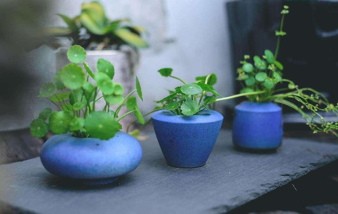 Nghe tên cây cảnh đã thấy tiền bạc, lộc lá, trồng trong nhà xanh tươi rực rỡ, gia chủ làm ăn phát đạt-4