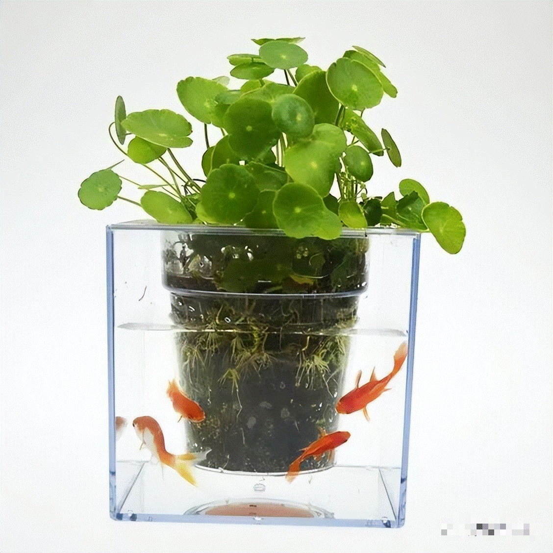 Nghe tên cây cảnh đã thấy tiền bạc, lộc lá, trồng trong nhà xanh tươi rực rỡ, gia chủ làm ăn phát đạt-5