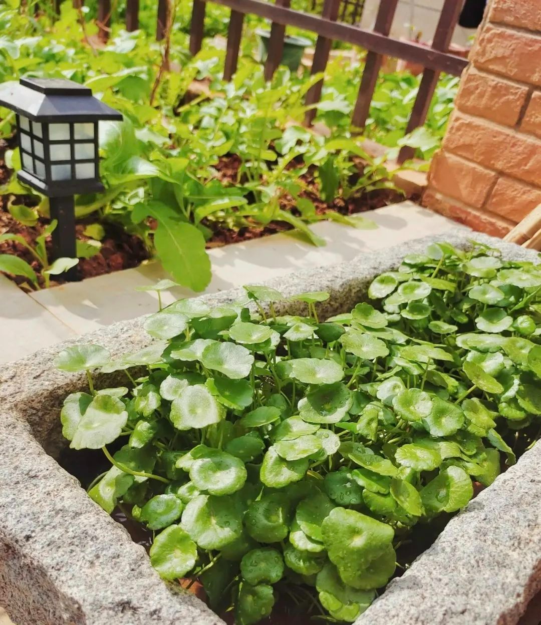 Nghe tên cây cảnh đã thấy tiền bạc, lộc lá, trồng trong nhà xanh tươi rực rỡ, gia chủ làm ăn phát đạt-6