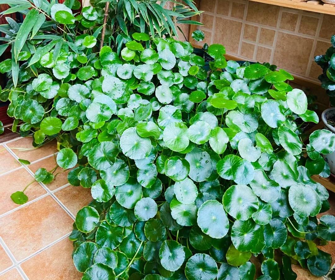 Nghe tên cây cảnh đã thấy tiền bạc, lộc lá, trồng trong nhà xanh tươi rực rỡ, gia chủ làm ăn phát đạt-7