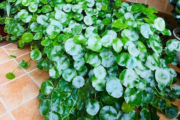 Trồng cây cảnh bằng 3 loại da này, cành lá xum xuê, hoa nở liên tục, trĩu cành, thơm ngát-7