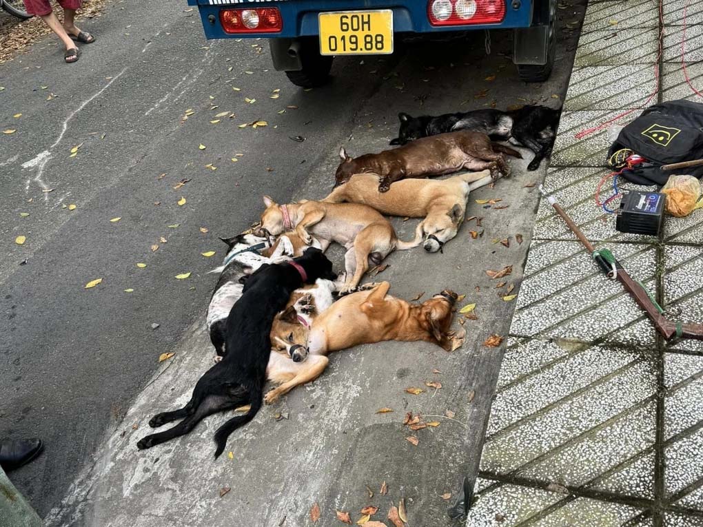 Tông ngã 2 tên trộm chó, tài xế ô tô có bị xử lý hình sự?-2