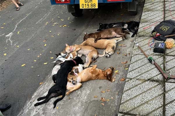 Cảnh cẩu tặc đi ô tô bắn súng điện trộm chó trong tích tắc-1