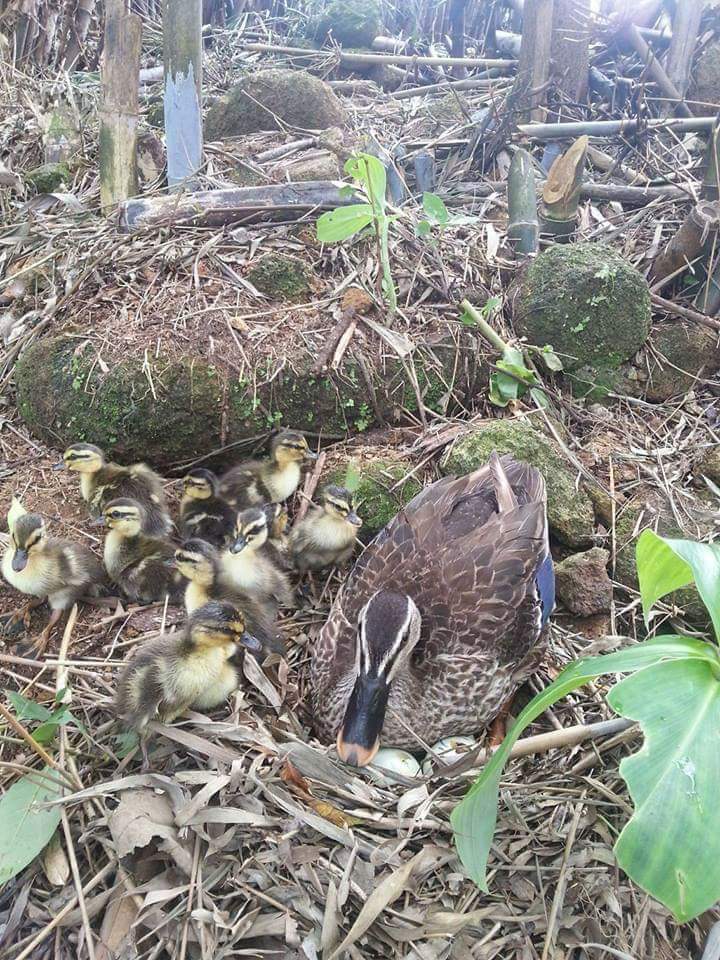 Loại vịt nặng chưa đến 1 kg, giá đắt đỏ, người nuôi bán cả nghìn con/tháng-1