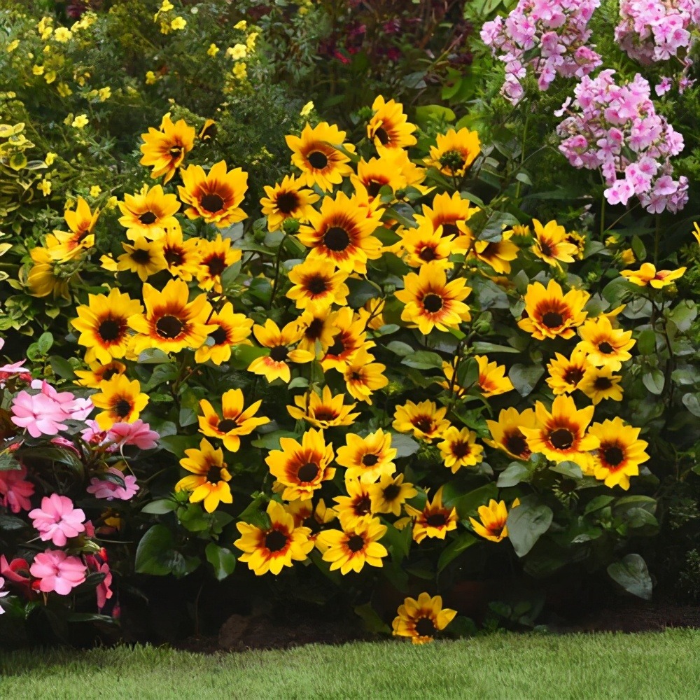 Trồng cây cảnh bằng 3 loại da này, cành lá xum xuê, hoa nở liên tục, trĩu cành, thơm ngát-1