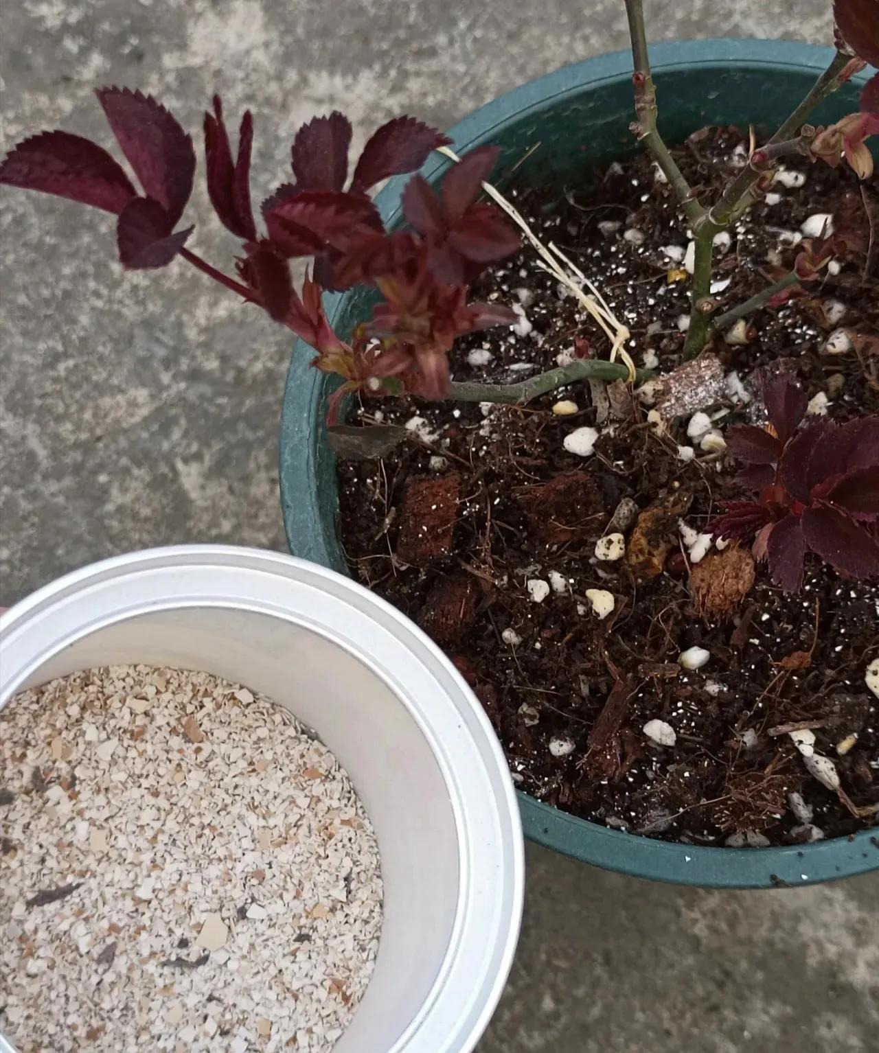 Trồng cây cảnh bằng 3 loại da này, cành lá xum xuê, hoa nở liên tục, trĩu cành, thơm ngát-2