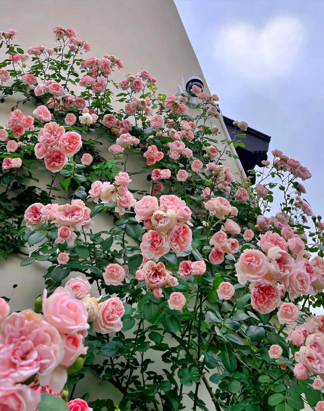 Trồng cây cảnh bằng 3 loại da này, cành lá xum xuê, hoa nở liên tục, trĩu cành, thơm ngát-6