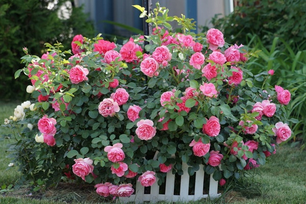 Có nên trồng cây lưỡi hổ trong nhà?-2