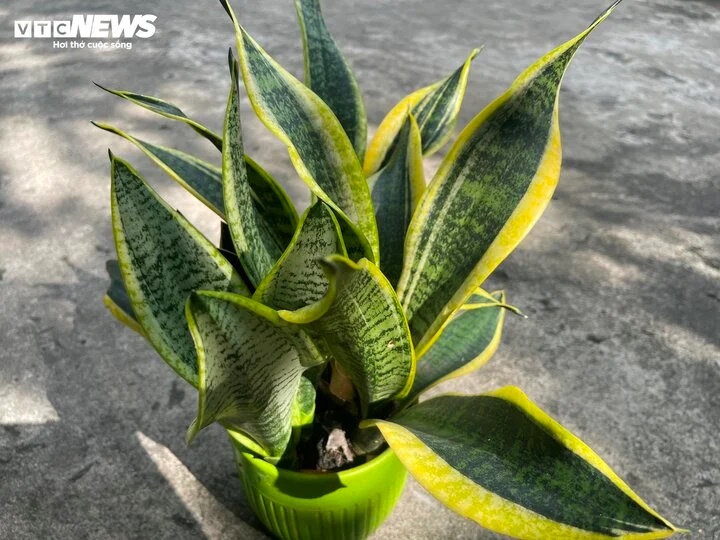 Có nên trồng cây lưỡi hổ trong nhà?-1