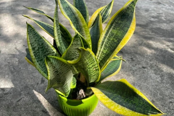 Nhà giàu thích trồng cây cảnh vàng bạc đầy cành để thu hút tài lộc, làm ăn phát đạt-2