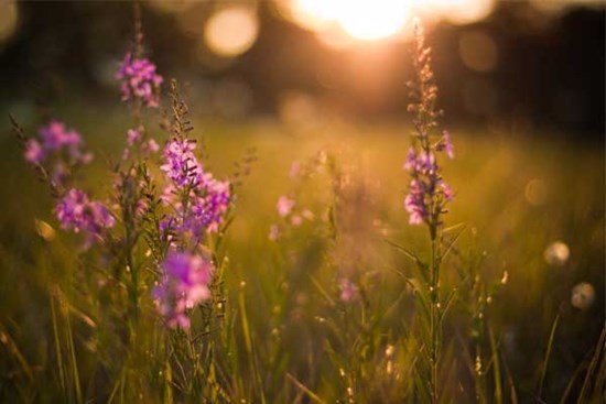 Tử vi ngày 21/10/2023: Tuổi Mão áp lực tiền bạc, tuổi Dậu tin vui tình cảm