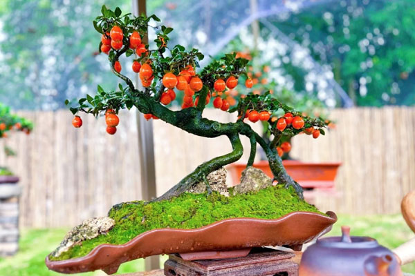 Nhà giàu thích trồng cây cảnh vàng bạc đầy cành để thu hút tài lộc, làm ăn phát đạt-1