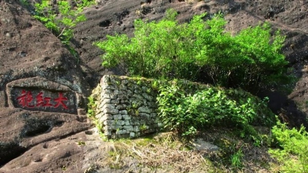 Loại trà quý hiếm đắt hơn cả vàng, có tiền cũng khó mua được-1