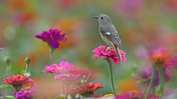 Vận may tháng 9 Âm lịch của 12 con giáp: Dần siêu thịnh, Thìn - Tuất lùi bước, Ngọ gặp quý nhân-1