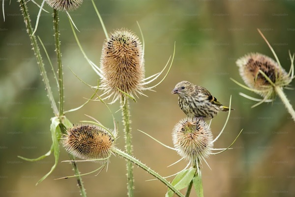 Vận may tháng 9 Âm lịch của 12 con giáp: Dần siêu thịnh, Thìn - Tuất lùi bước, Ngọ gặp quý nhân-4