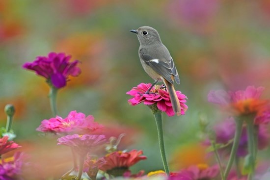 Vận may tháng 9 Âm lịch của 12 con giáp: Dần siêu thịnh, Thìn - Tuất lùi bước, Ngọ gặp quý nhân