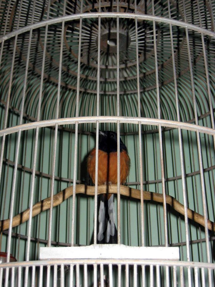 Táo kinh tế Quang Thắng tuổi 55 sống lủi thủi trong căn nhà 30m2 ở Hà Nội-10