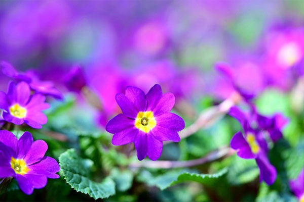 Tử vi ngày 23/10/2023: Tuổi Ngọ khẳng định năng lực, tuổi Thân dễ gặp rắc rối-4