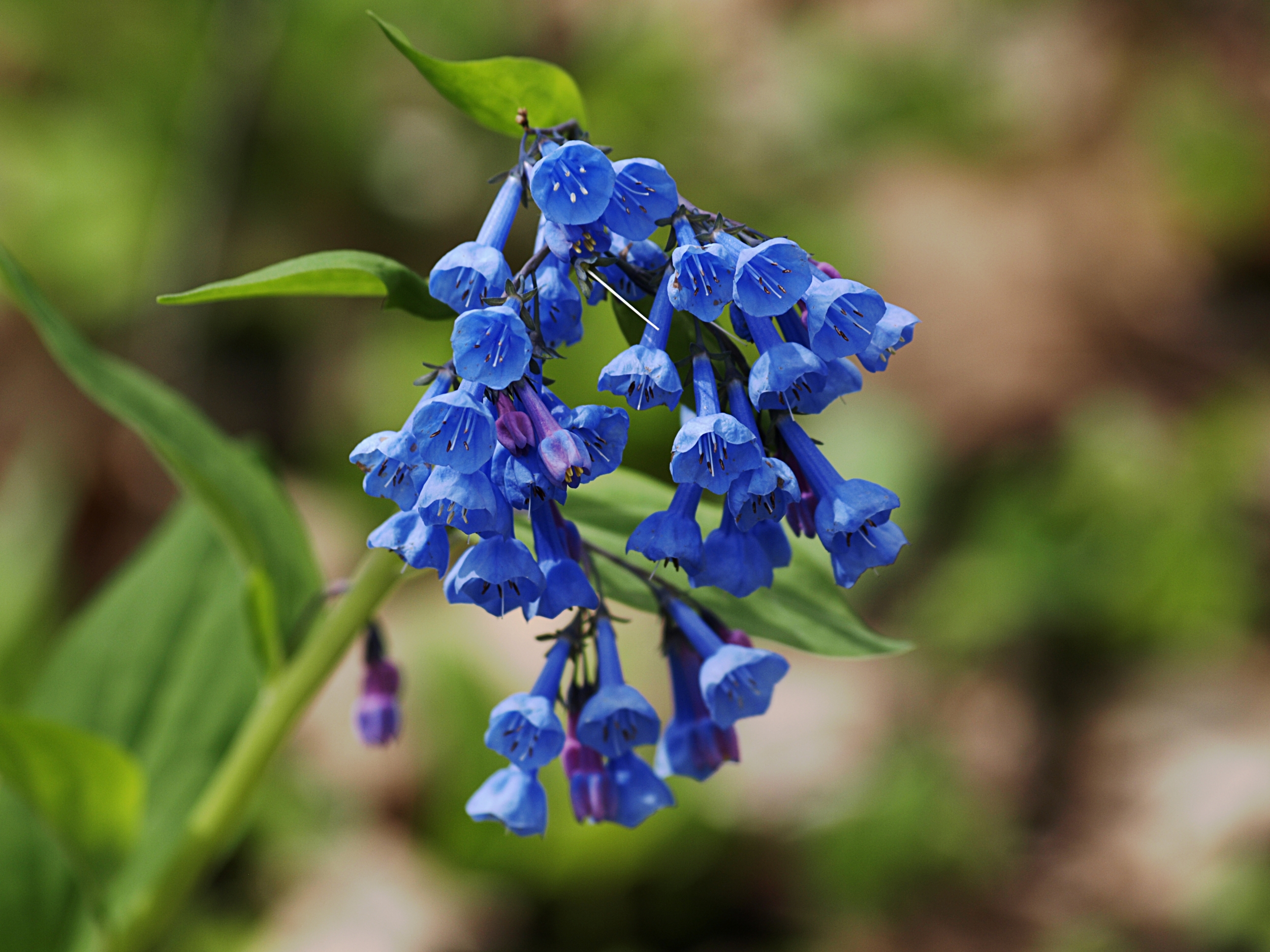 Tử vi ngày 23/10/2023: Tuổi Ngọ khẳng định năng lực, tuổi Thân dễ gặp rắc rối-2