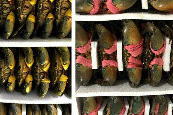 Loại cua nhập từ Trung Quốc giá tiền triệu, Việt Nam cũng có, chỉ từ 300 nghìn đồng/kg-6