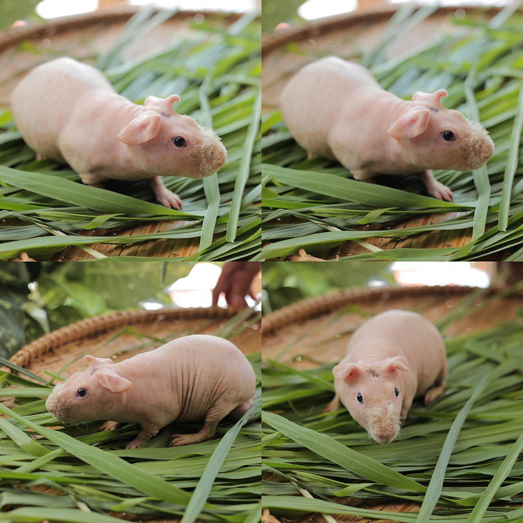 Hà mã mini” bụng to chân ngắn, giá hàng triệu đồng/con được lùng mua-1