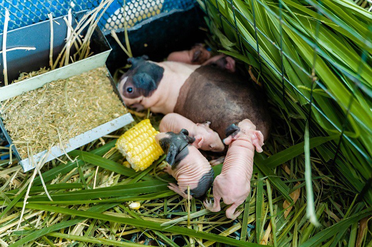 Hà mã mini” bụng to chân ngắn, giá hàng triệu đồng/con được lùng mua-2