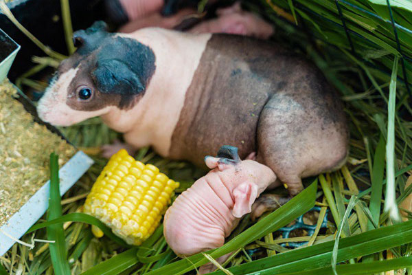 Hà mã mini” bụng to chân ngắn, giá hàng triệu đồng/con được lùng mua-3