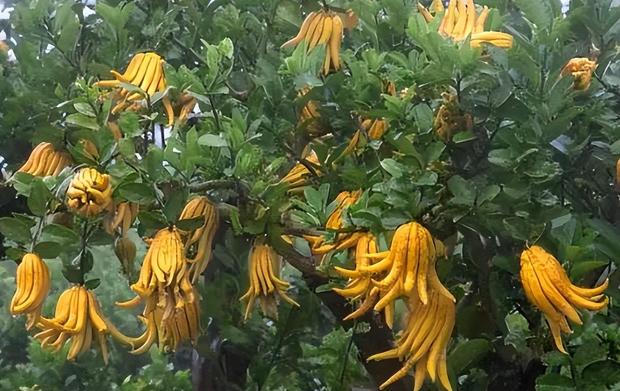 Cây cảnh xấu xí, kỳ dị người giàu thích trồng để mang lại may mắn, tài lộc, bảo vệ gia đình-1